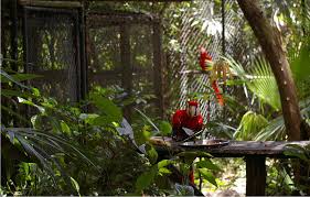 Private Ruwa Travels shuttle fleet for business retreats in Belize.